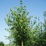 Morus alba 'Macrophylla'